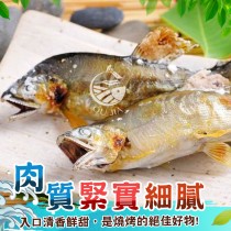 【歐嘉嚴選】特選宜蘭頂級母香魚 一盒1000g 內含9-10尾