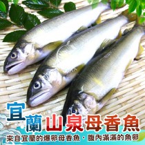 【歐嘉嚴選】特選宜蘭頂級母香魚3尾組-300G
