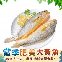 【歐嘉嚴選】當季肥美大黃魚-550G/尾(去鰓去鱗去肚)