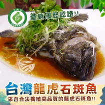 【歐嘉嚴選】台灣三去龍虎石斑魚500~600G±10%尾